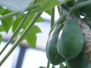 Papaya Früchte am Stamm